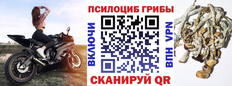 Купить закладки  Дмитров  Псилоцибиновые грибы MAGIC MUSHROOMS 
